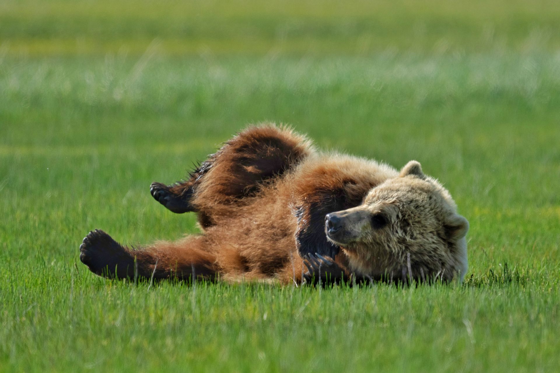 Alaska Bear & Wildlife Adventure — gallery