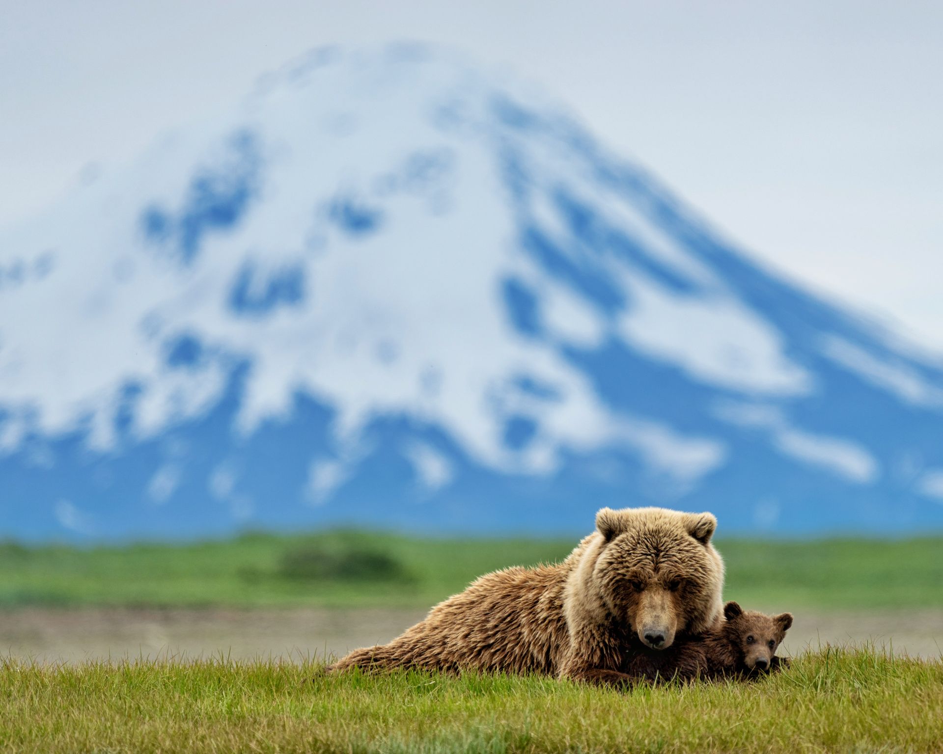 Alaska Bear & Wildlife Adventure — gallery