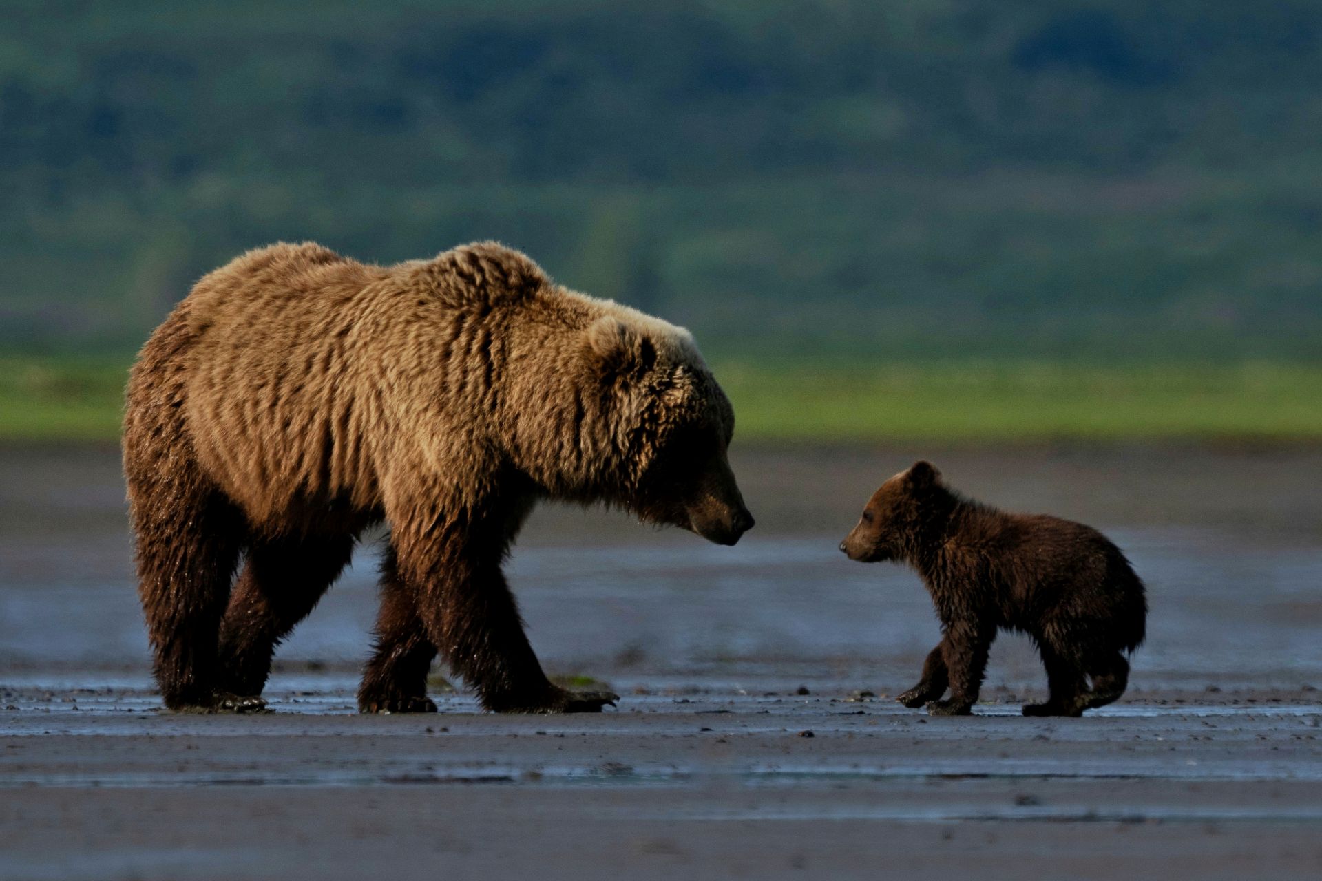 Alaska Bear & Wildlife Adventure — gallery