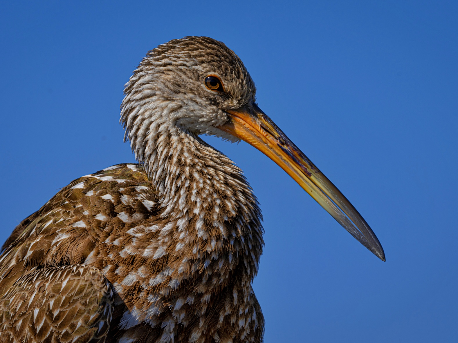 Florida Bird & Wildlife Workshop I — Fort Myers / Southwest Florida gallery image 1