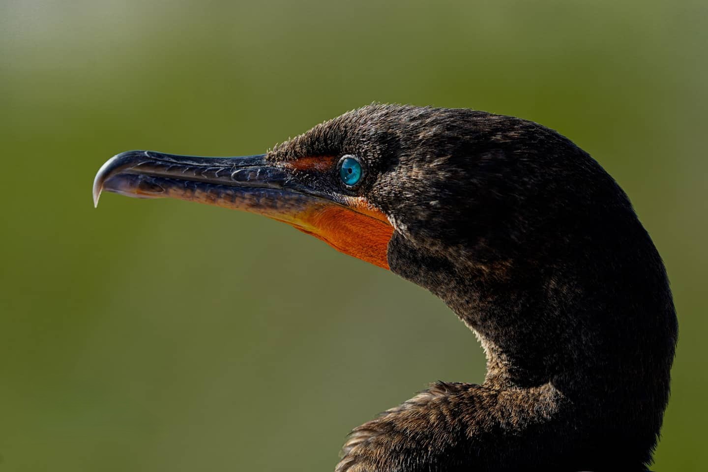 Florida Bird & Wildlife Workshop I — Fort Myers / Southwest Florida gallery image 2