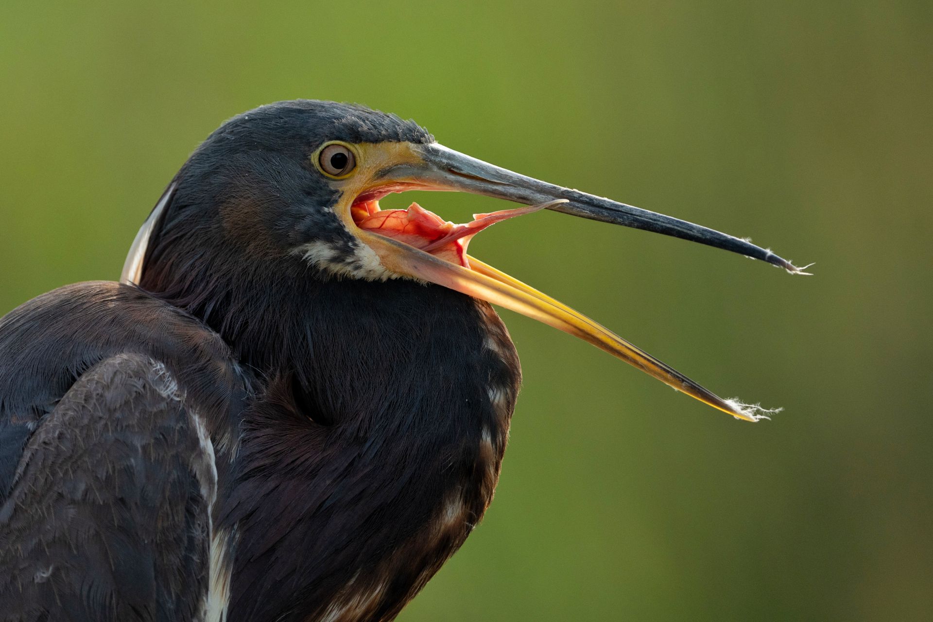Florida Bird & Wildlife Workshop I — Fort Myers / Southwest Florida gallery image 4