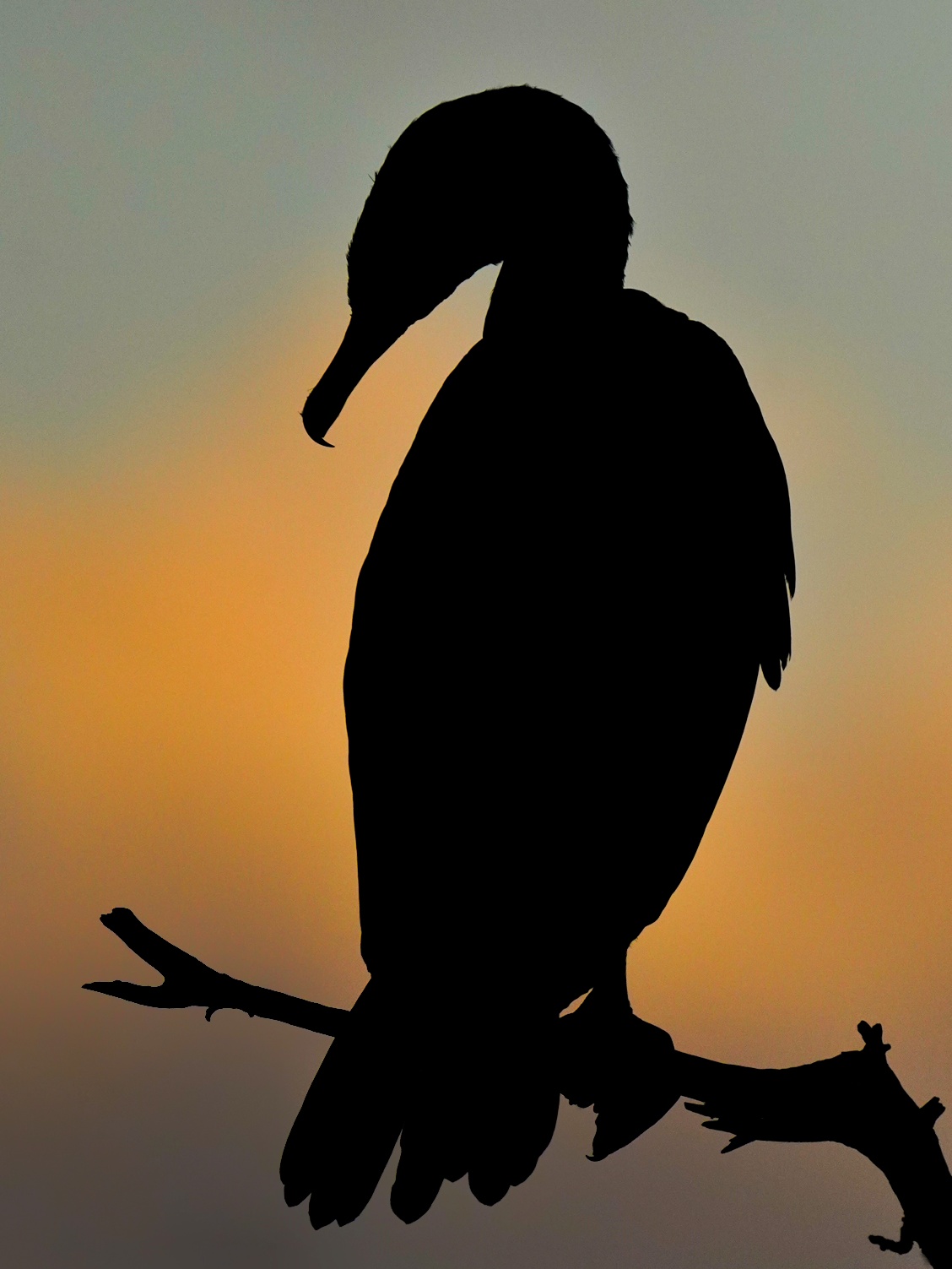 Florida Bird & Wildlife Workshop I — Fort Myers / Southwest Florida gallery image 6