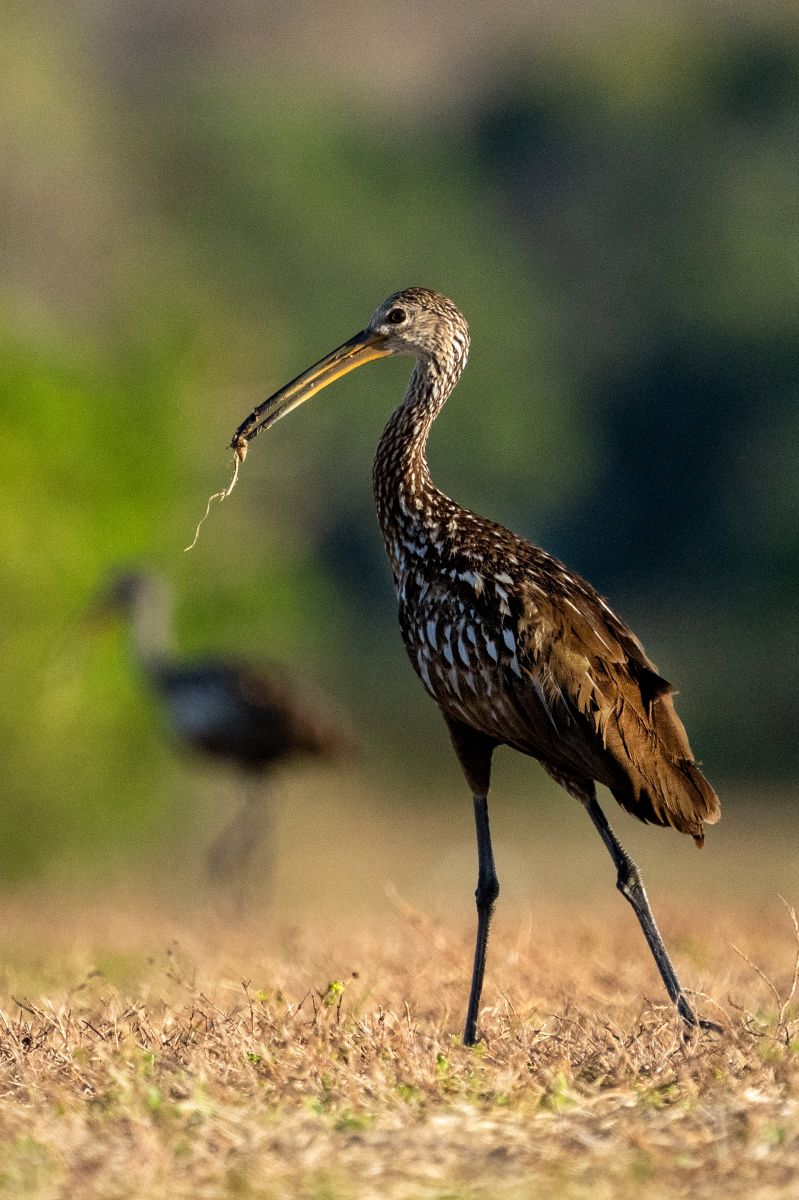 Florida Bird & Wildlife Workshop I — Fort Myers / Southwest Florida gallery image 10