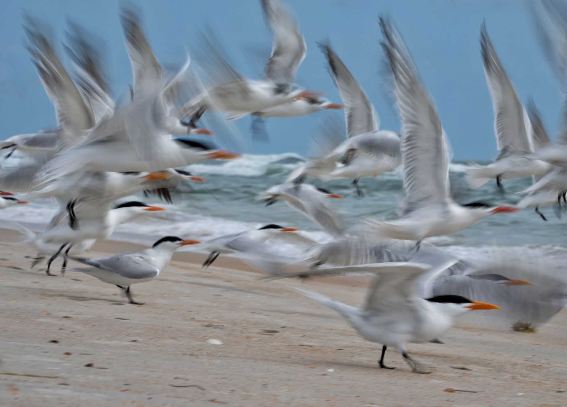 Florida Bird & Wildlife Workshop II — Fort De Soto / Gulf Coast gallery image 1
