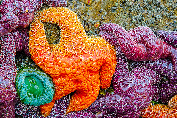 Olympic Peninsula Workshop — gallery