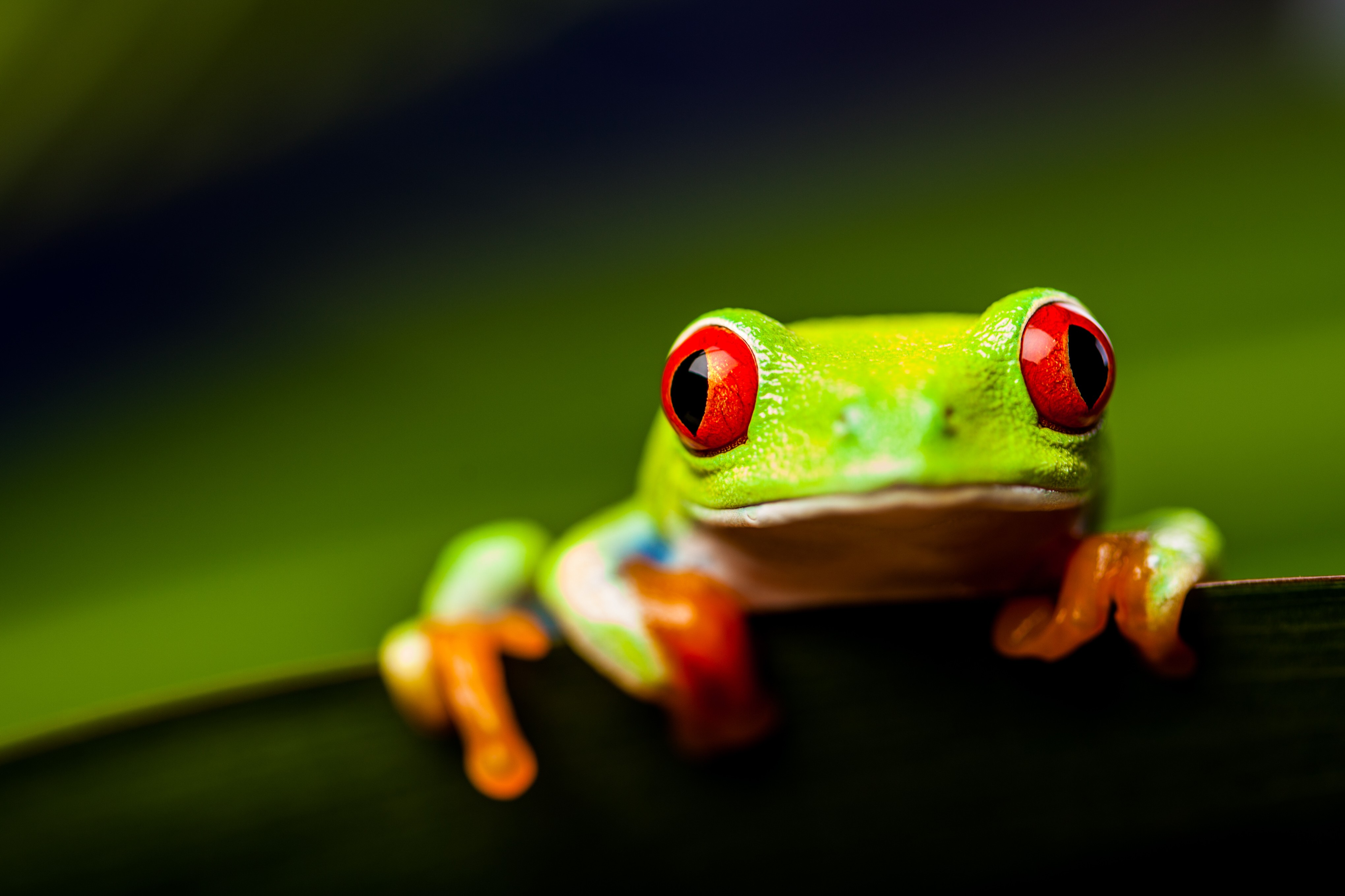 Panama Bird & Wildlife Adventure — Caribbean Islands / Bocas del Toro gallery image 2