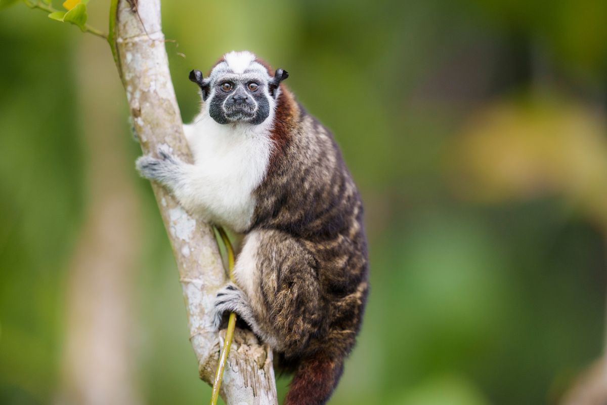 Panama Bird & Wildlife Adventure — Caribbean Islands / Bocas del Toro gallery image 4