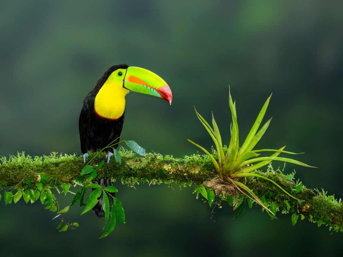 Panama Bird & Wildlife Adventure — Central & Western Panama gallery image 1