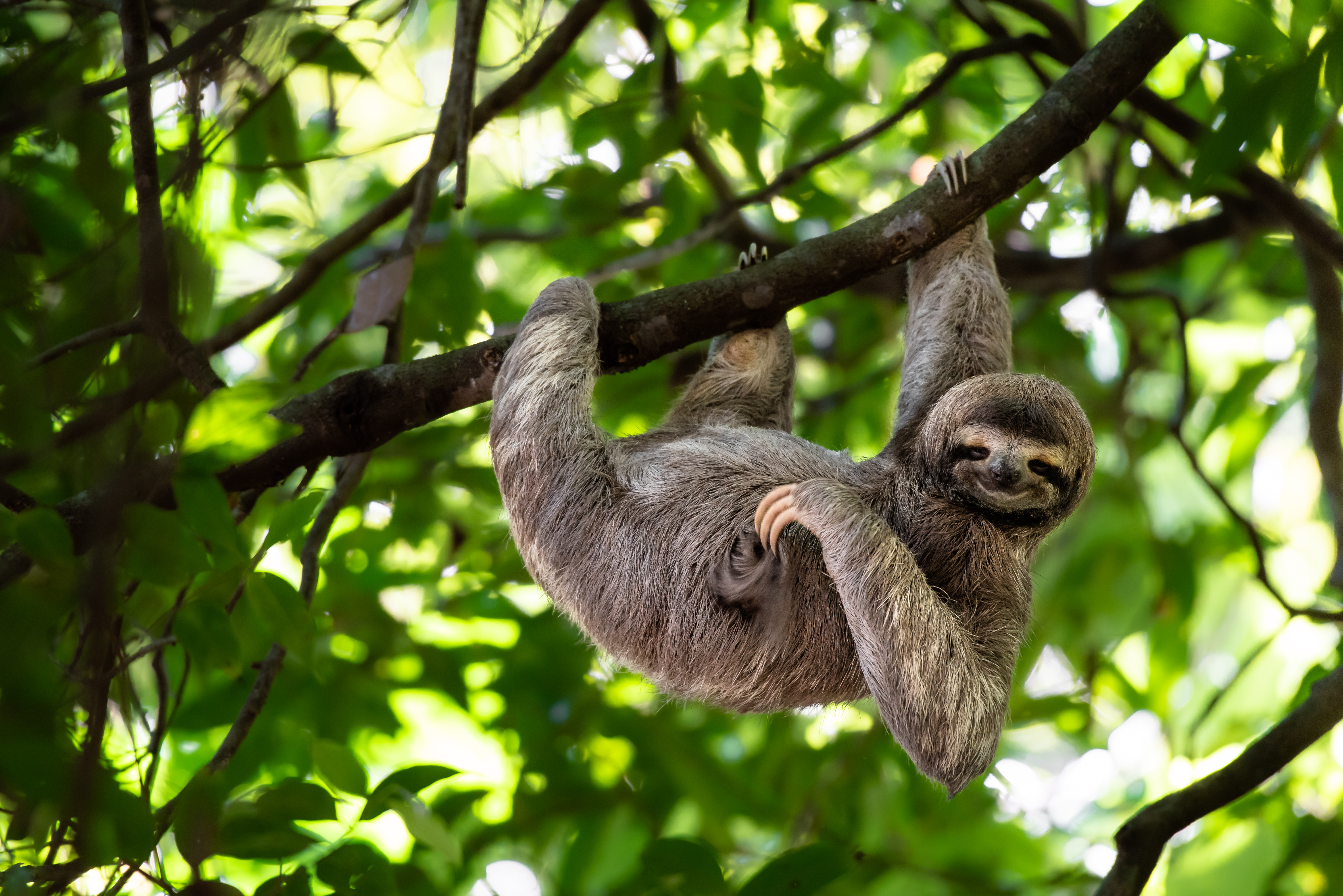 Panama Bird & Wildlife Adventure — Central & Western Panama gallery image 3
