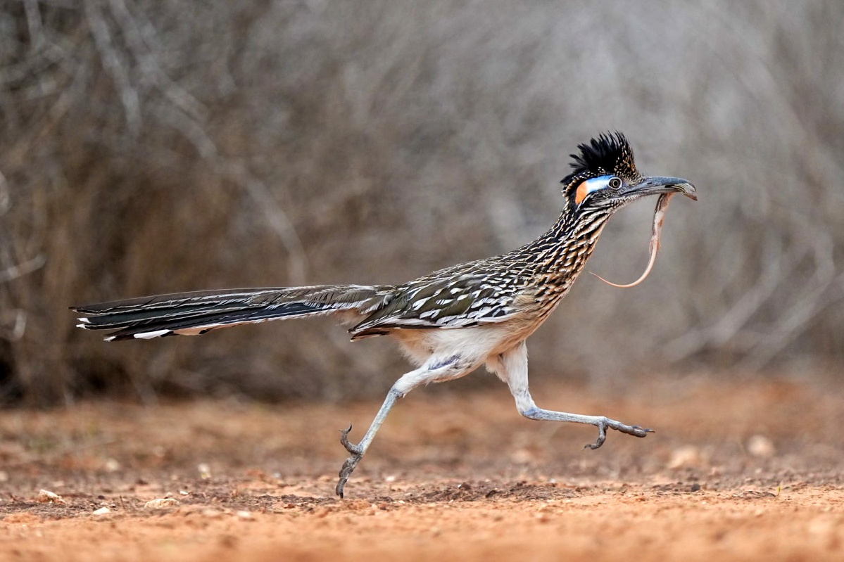 Rio Grande Valley Bird & Wildlife Workshop gallery image 2