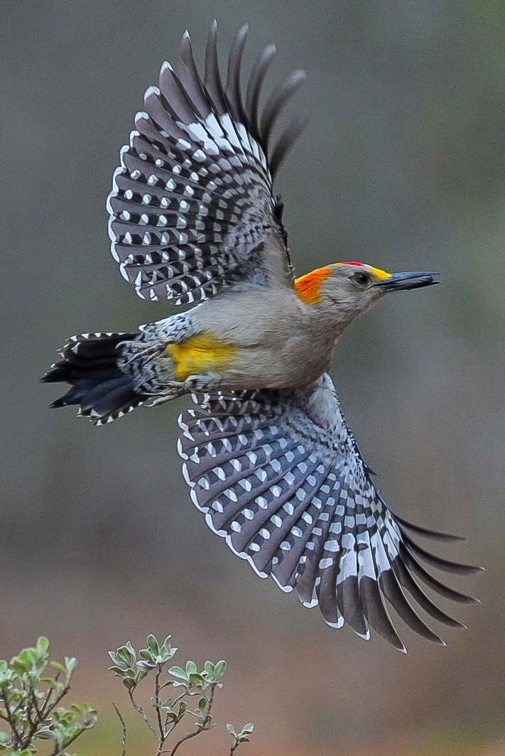Rio Grande Valley Bird & Wildlife Workshop gallery image 3