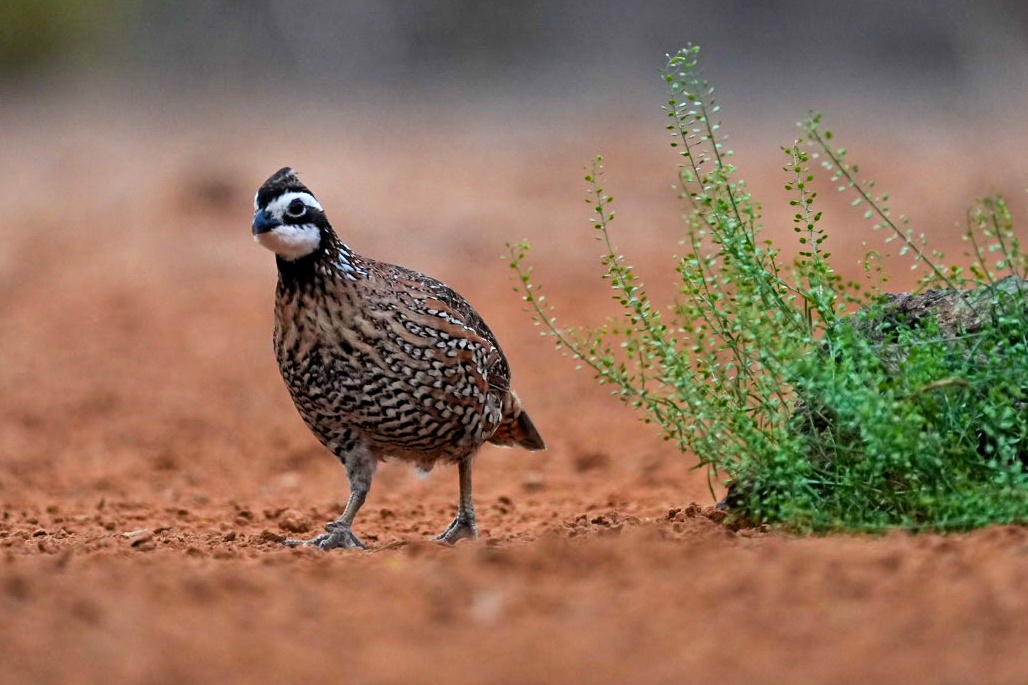 Rio Grande Valley Bird & Wildlife Workshop gallery image 4
