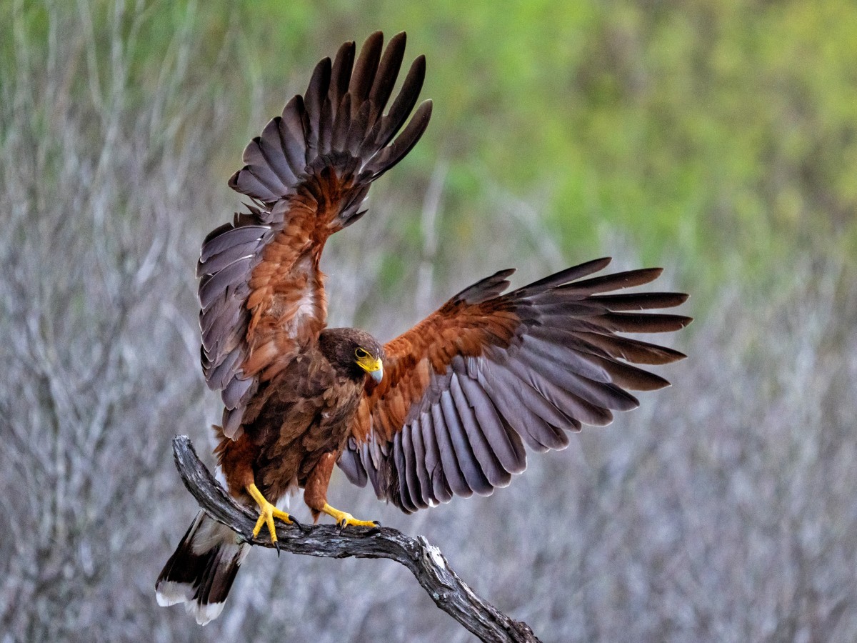 Rio Grande Valley Bird & Wildlife Workshop gallery image 7