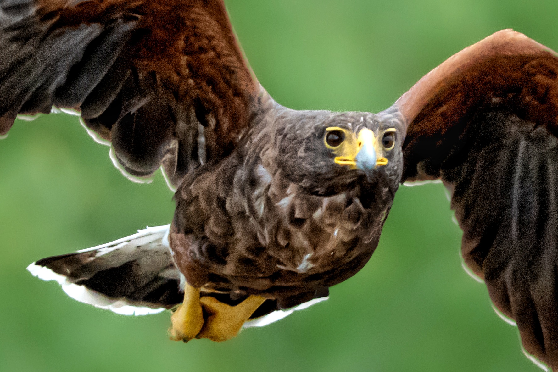 Rio Grande Valley Bird & Wildlife Workshop gallery image 8