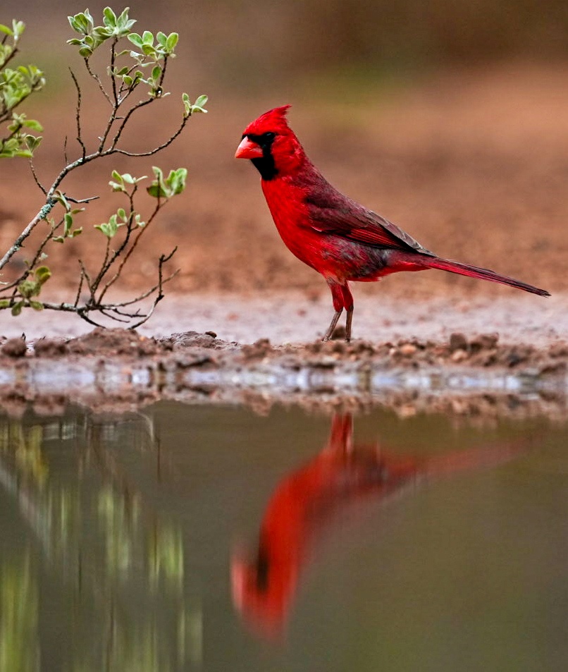 Rio Grande Valley Bird & Wildlife Workshop gallery image 9