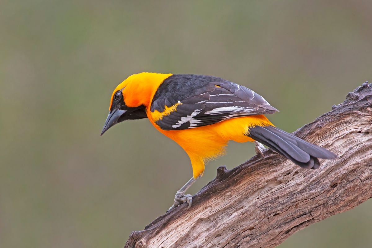 Rio Grande Valley Bird & Wildlife Workshop gallery image 12