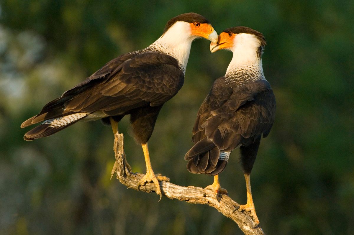 Rio Grande Valley Bird & Wildlife Workshop gallery image 13